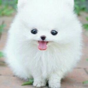 Meet your Posher, Yara